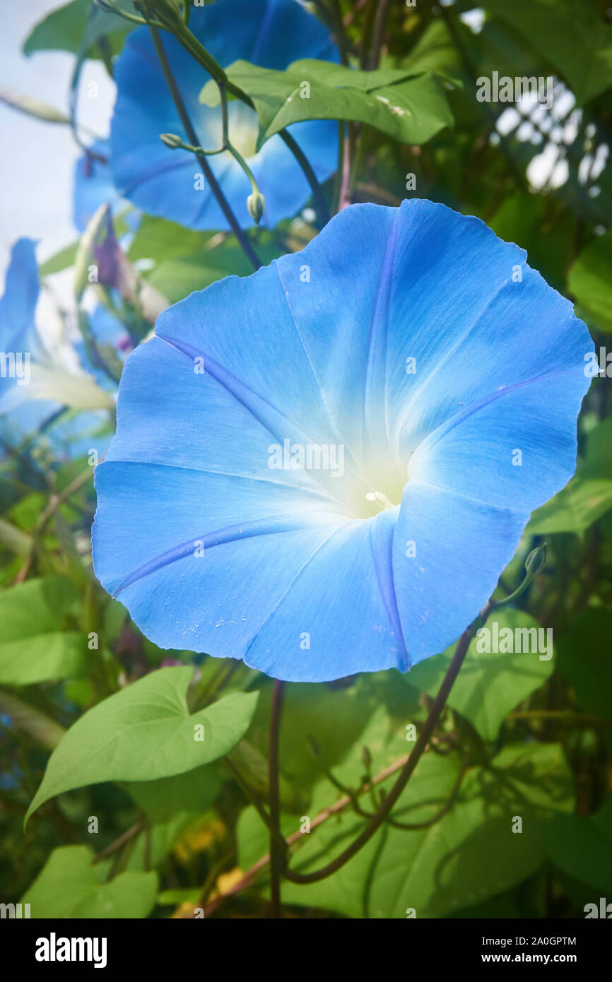 Light blue Japanese morning glory (Ipomoea nil) shining in the late summer sun. Stock Photo