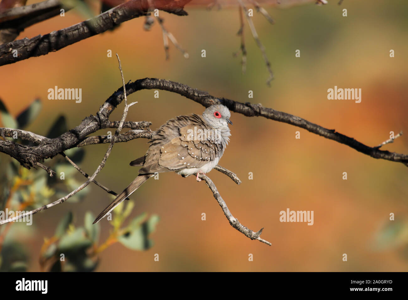 Diamond dove sitting on a branch with defocused natural background, Kings Canyon, Northern Territor Stock Photo