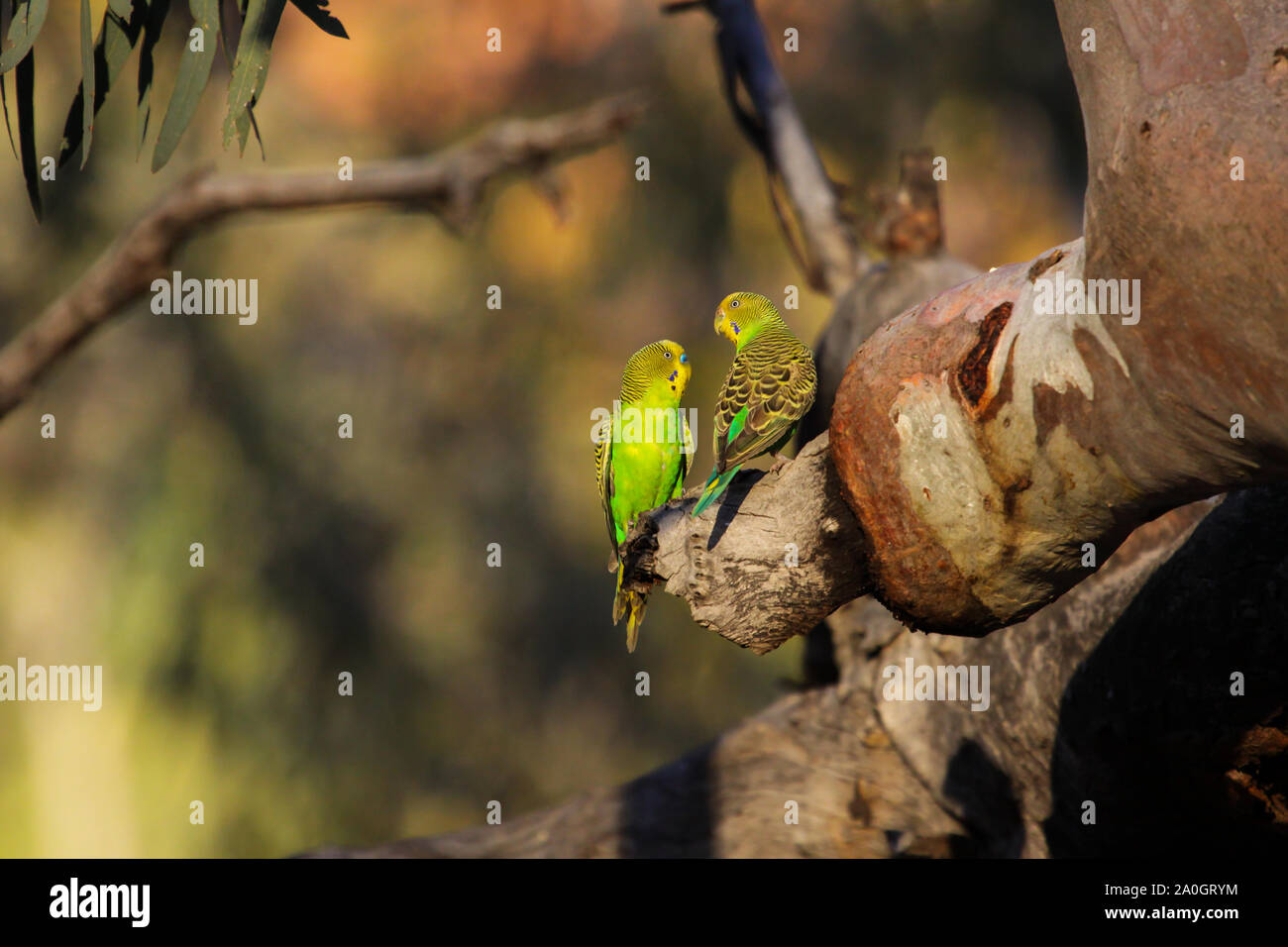 Couple of Budgerigars perching on a a branch in the afternoon light, KIngs Canyon, Northern Territory Stock Photo