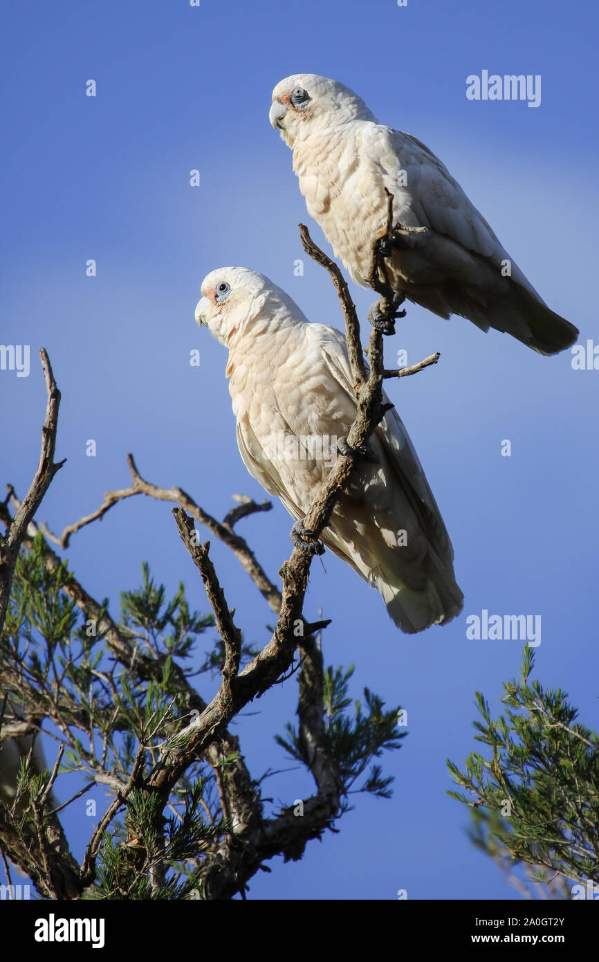 Couple of Little Corellas sitting on a branch against a blue sky, Dunsborough, Western Australia Stock Photo