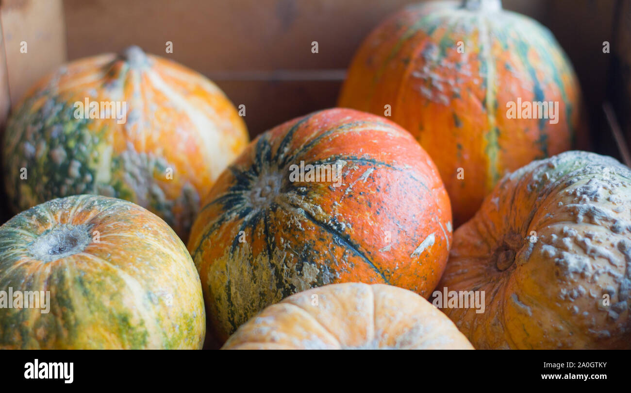 ripe pumpkins in a wooden box for storage,delicious autumn vegetable ...