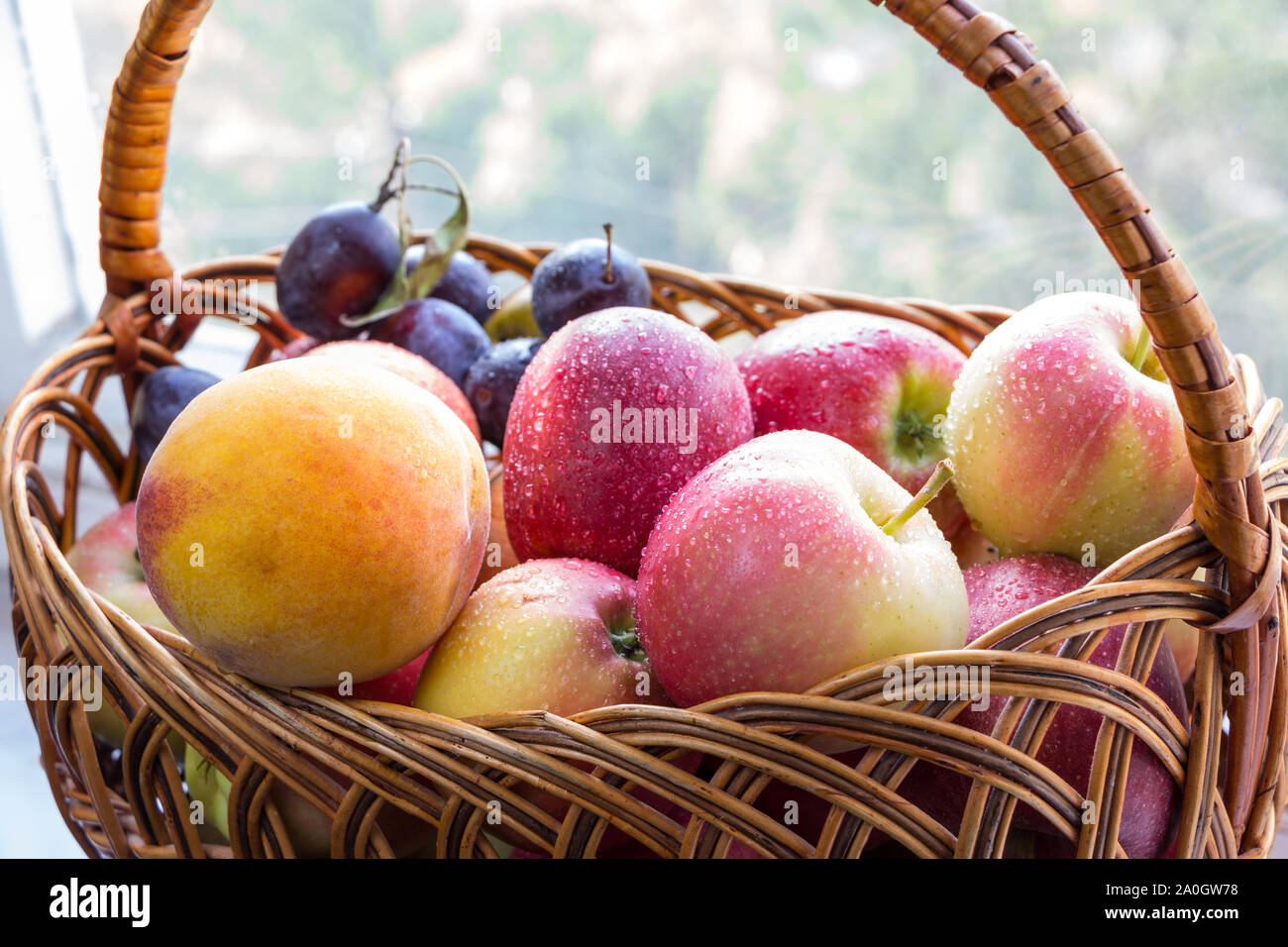 Wicker basket with washed fruits from new harvest in it. Ripe red apples, peach, and plums, water droplets on them. Stock Photo