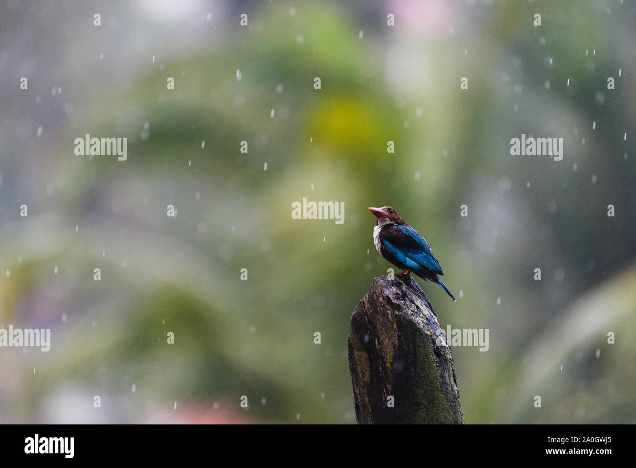 White throated Kingfisher fully drenched in rain perched on a wooden Electric pole on a rainy day and trying to dry its feathers Stock Photo
