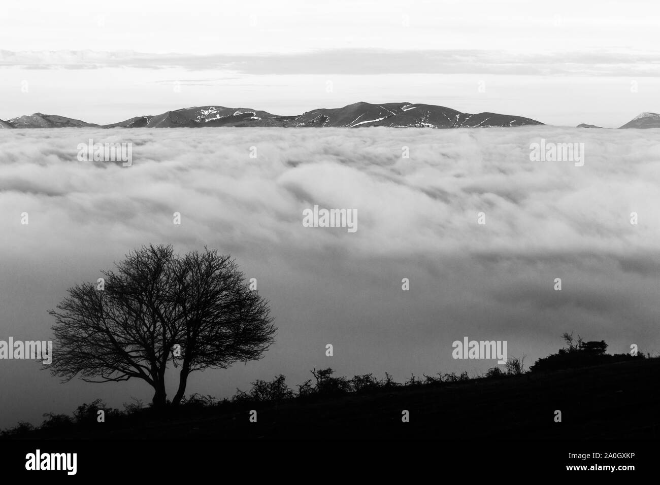 A tree silhouette above a sea of fog and mountains with snow at the distance Stock Photo