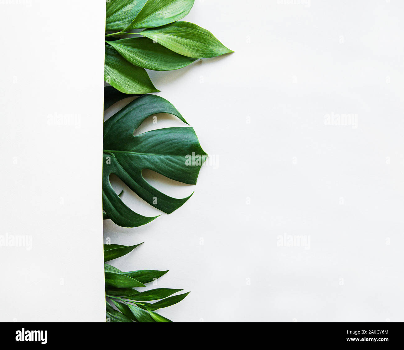 Tropical leaves and monstera leaf on white background. Flat lay, top
