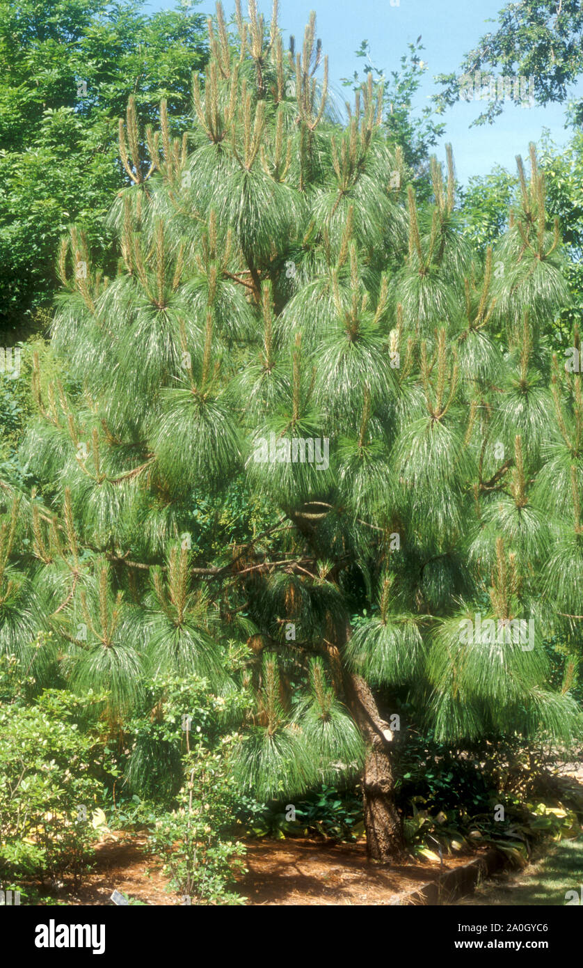 Pinus montezumae seen here is known as the Montezuma pine, a species of conifer in the family Pinaceae. Stock Photo