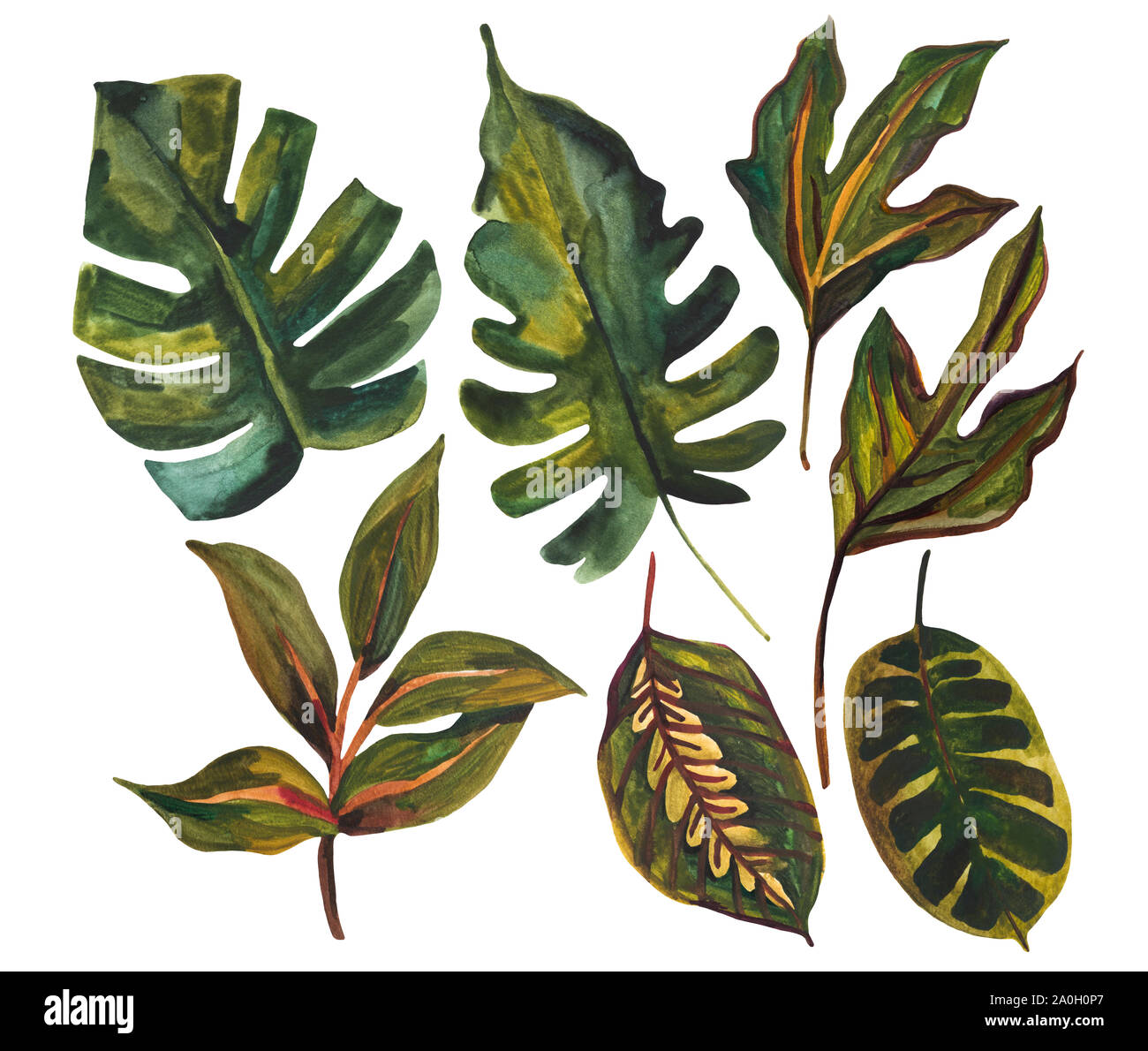 pics Tropical Leaves Drawing Background https www alamy com watercolor tropical leaf set drawing of unusual leaves isolated on white background hand painted exotic leaves illustration image327370799 html