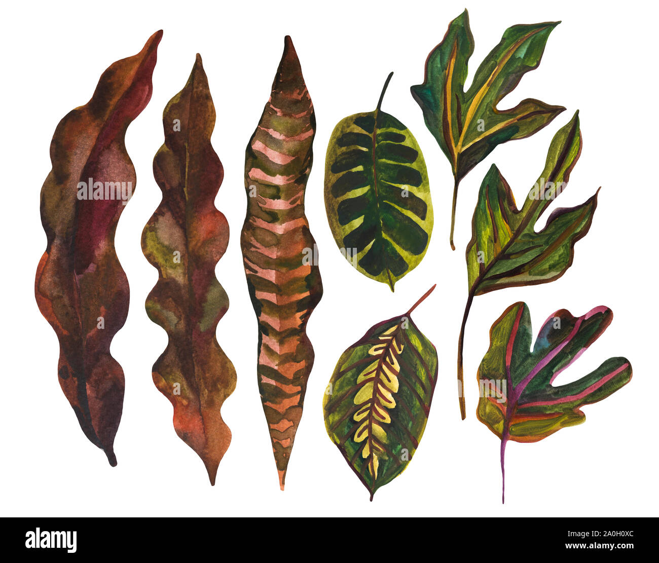 Watercolor tropical leaf set. Drawing of unusual leaves isolated on white background. Hand painted exotic leaves illustration. Stock Photo