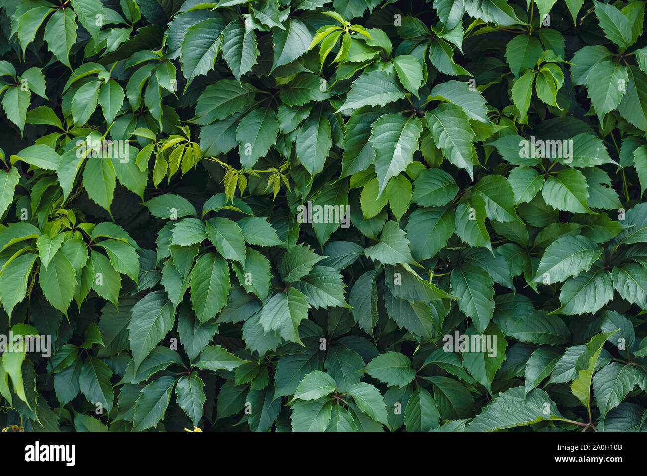 Leaf natural pattern, texture. Ampelopsis Parthenocissus Planch. Vitis, quinquefolia creeper vine. Background of green leaves creepers on wall. Wild v Stock Photo