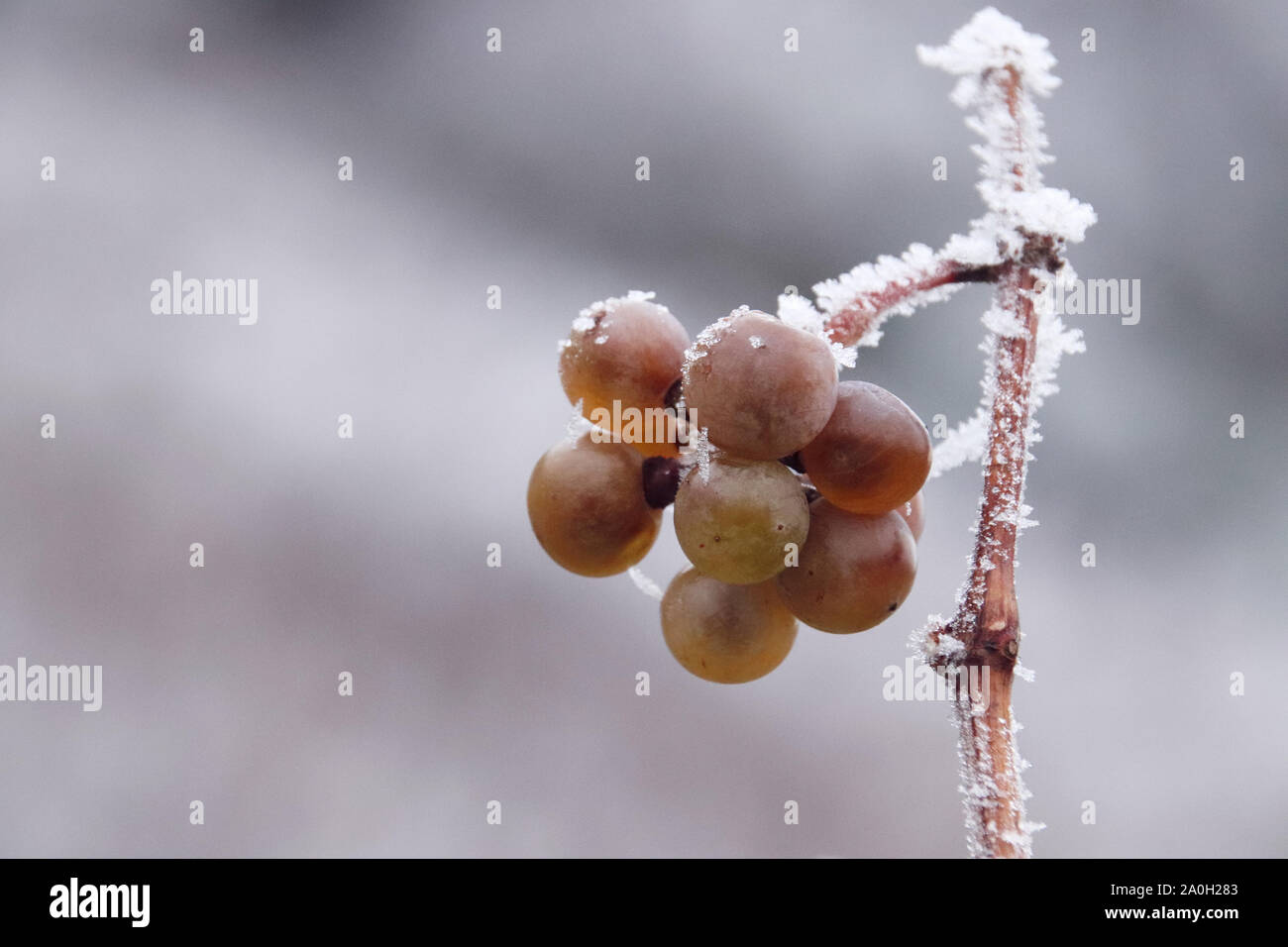 Close up of a bunch of grapes covered in winter frost in the vineyard of Bernkastel-kues Germany Stock Photo