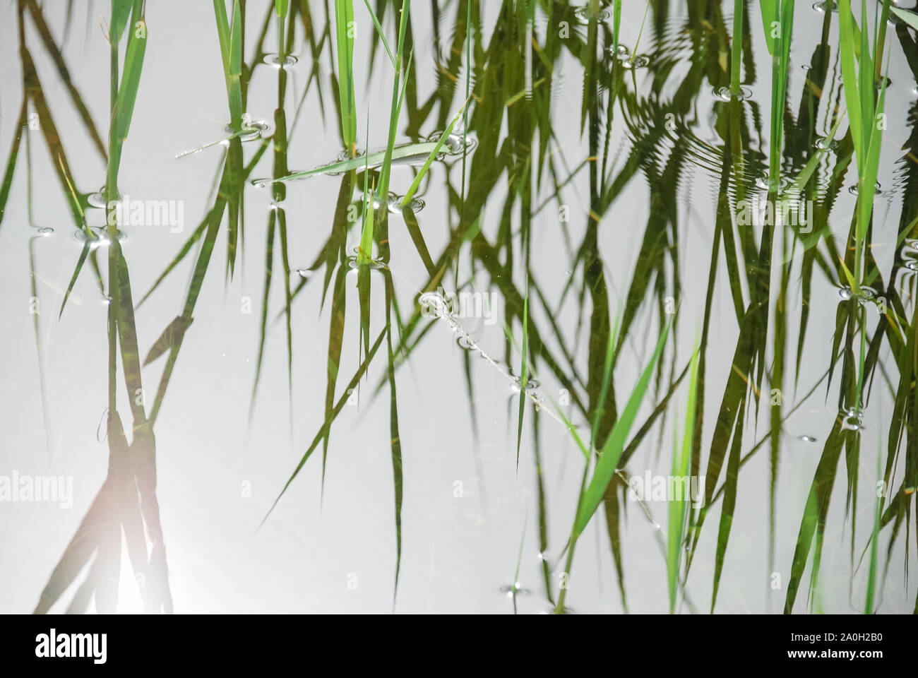 Green reed grass in the water with sunshine and reflection Stock Photo ...