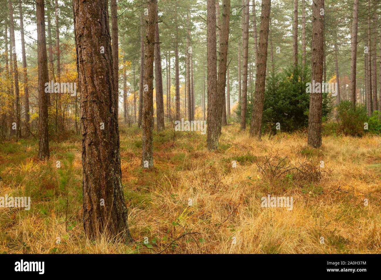 Woodland in autumn with misty conditions Stock Photo