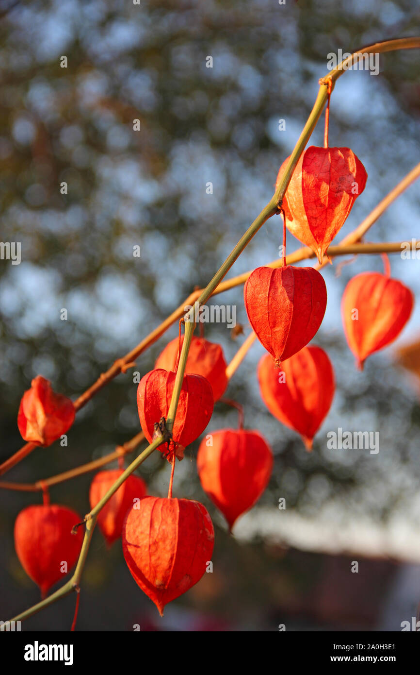 Red fruits of Physalis. Decorative plant in autumn. Dry groundcherries with red fruits. Decorative element Stock Photo