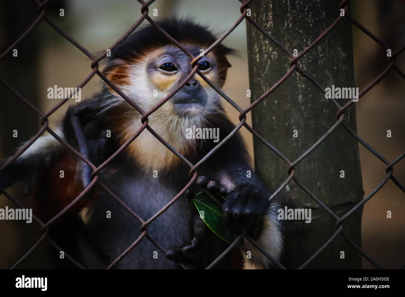 Baby red shanked douc langur in captivity at Cuc phoung NAtional Parrk in NInh Binh, Vietnam Stock Photo