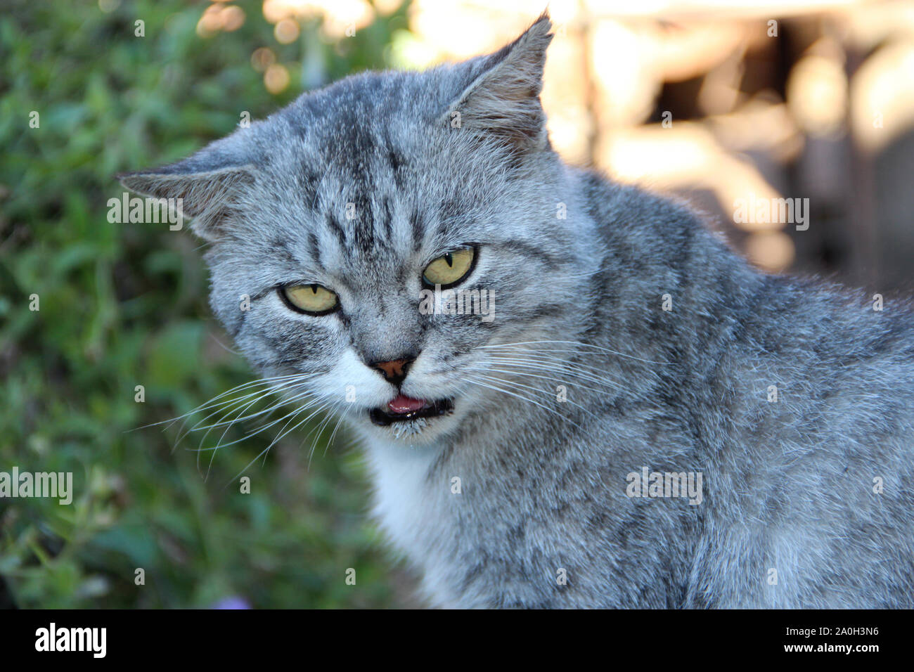 Scottish straight cat looking round in yard. Beautiful Scottish straight cat. Domestic animal Stock Photo