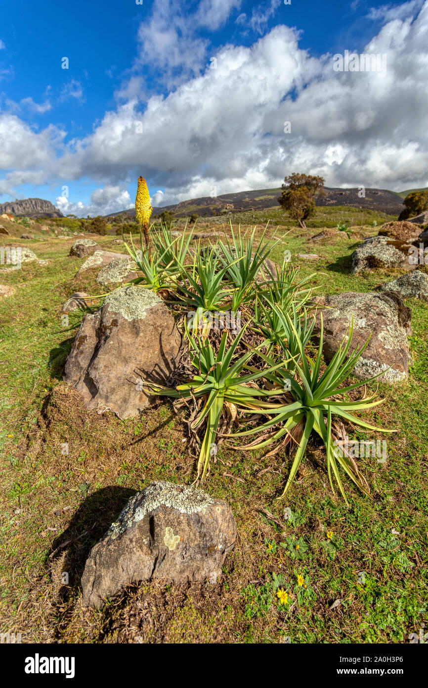 Landscape of the Ethiopian Bale Mountains National Park. Ethiopia wilderness pure nature with flower of Kniphofia foliosa. Stock Photo