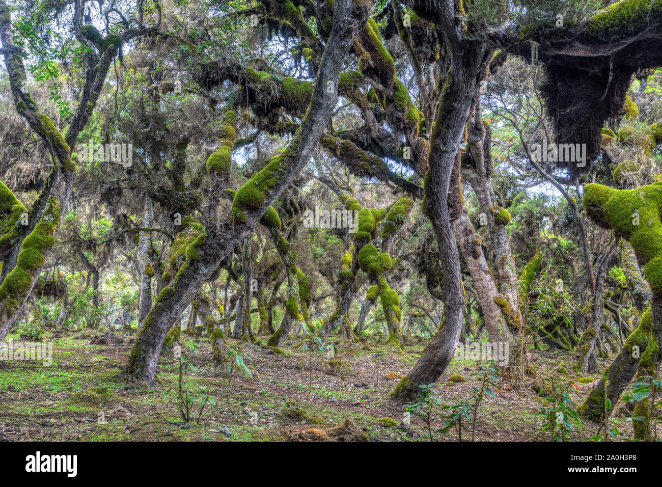 mystical Harenna Forest landscape, part of highland region of the Bale Mountains. One of the few remaining natural forests in the country. Oromia Regi Stock Photo