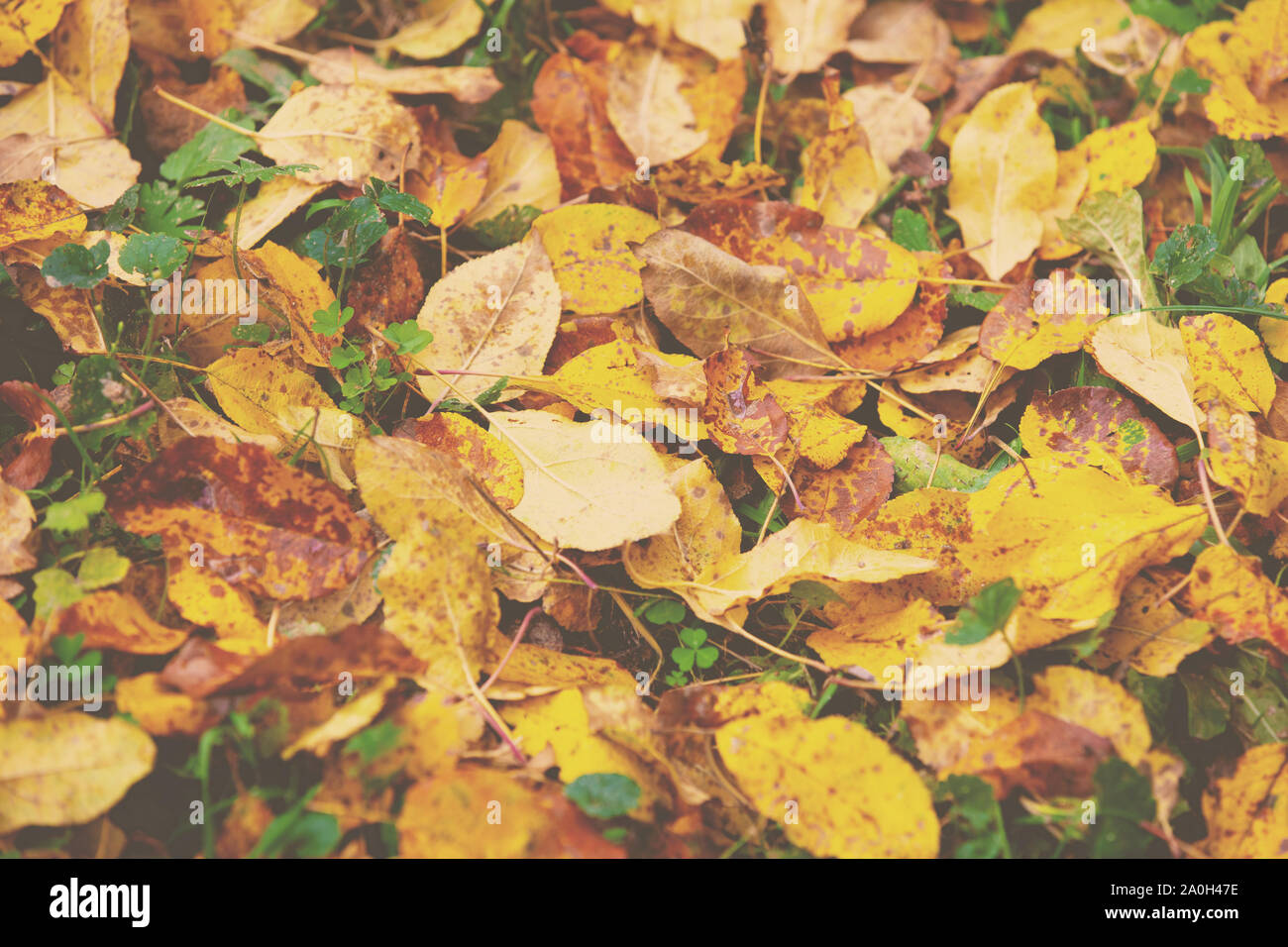 Golden fallen leaves hi-res stock photography and images - Alamy