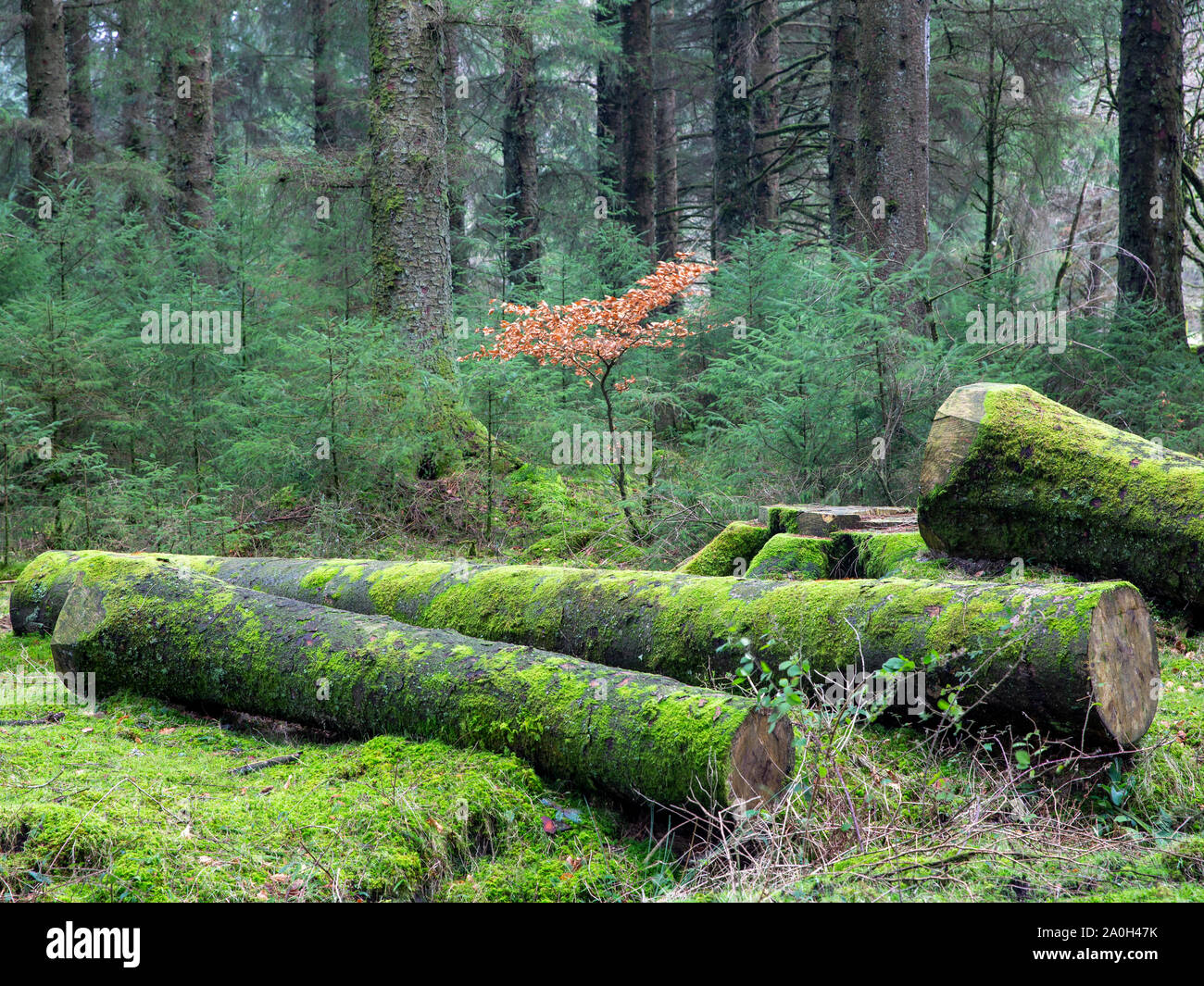 Single lone beach tree in a mossy woodland surrounded by green fur trees and felled trees Stock Photo