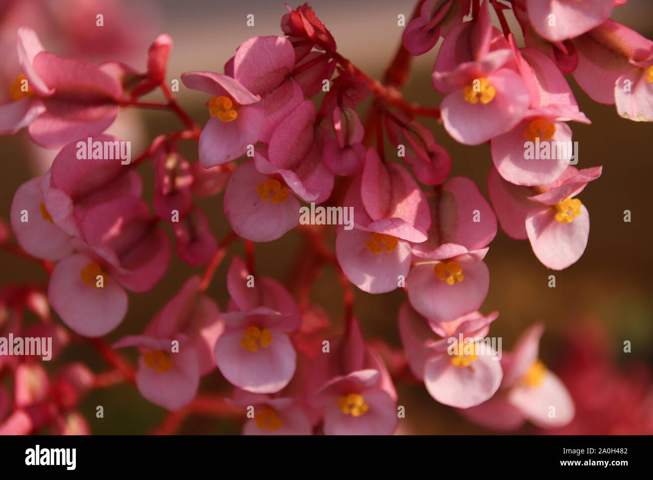 Close up of tiny pink begonia flowers in full boom during Spring time Stock Photo