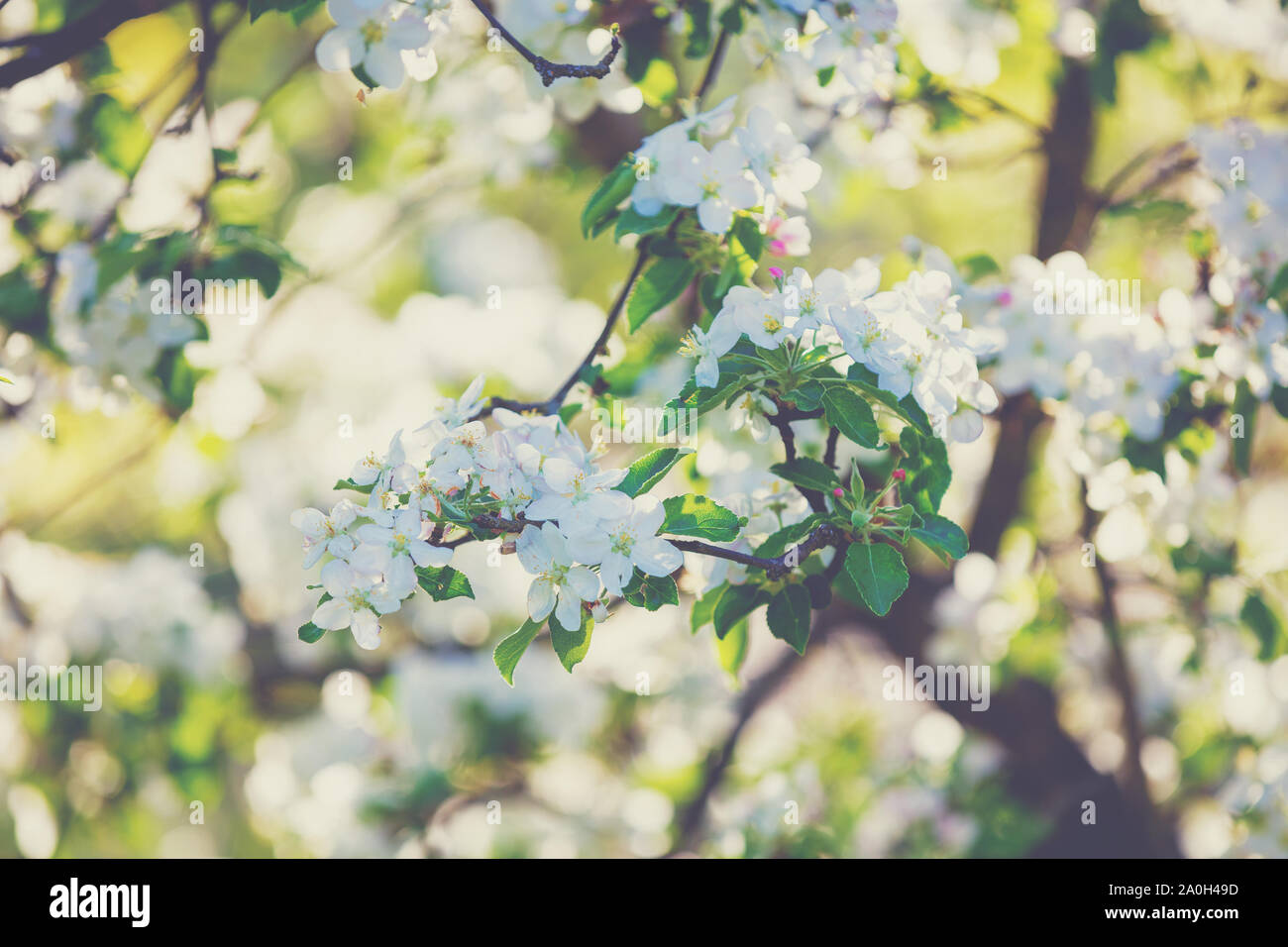 Tree branch spring hi-res stock photography and images - Alamy