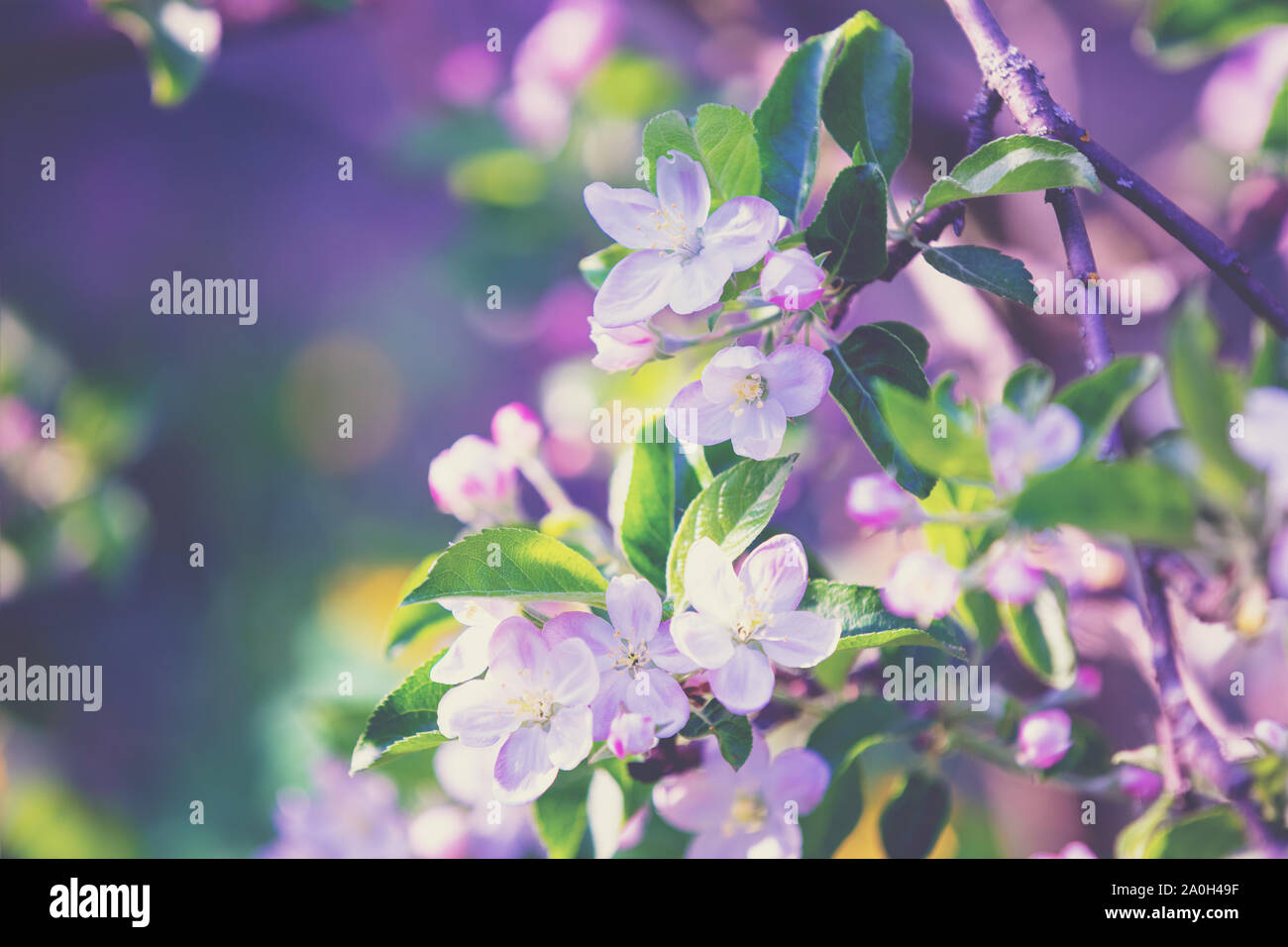 Tree branch spring hi-res stock photography and images - Alamy