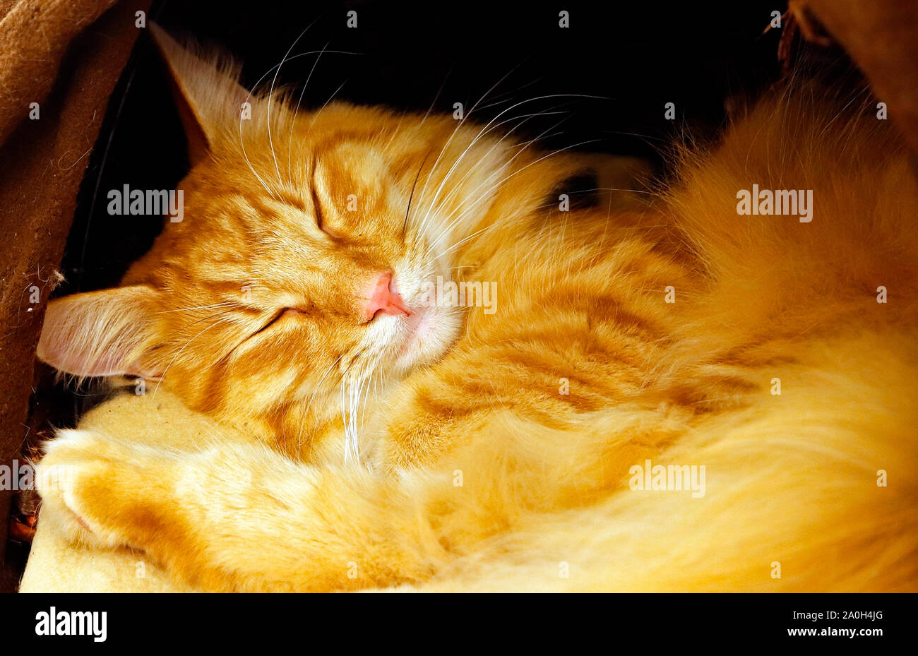 Paddington, the long haired ginger cat, asleep in his den. Stock Photo