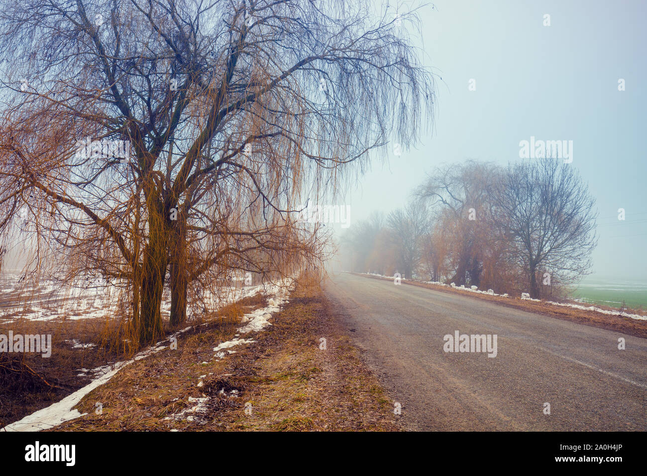 Country road in winter. Foggy landscape with road and trees without ...