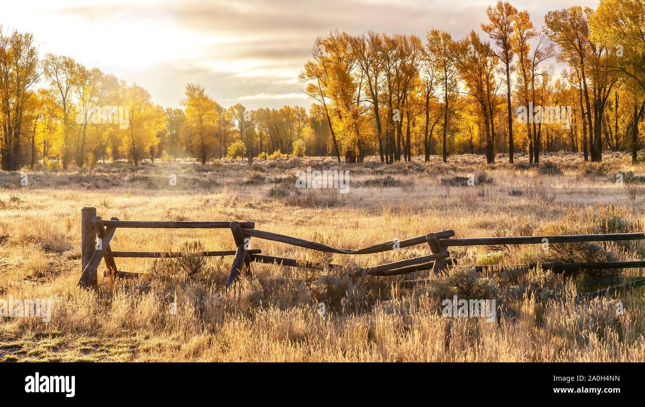 An autumn landscape scene in Jackson Hole, Wyoming, including an old style buck and rail wooden ranch fence and backlit aspen trees with golden foliag Stock Photo