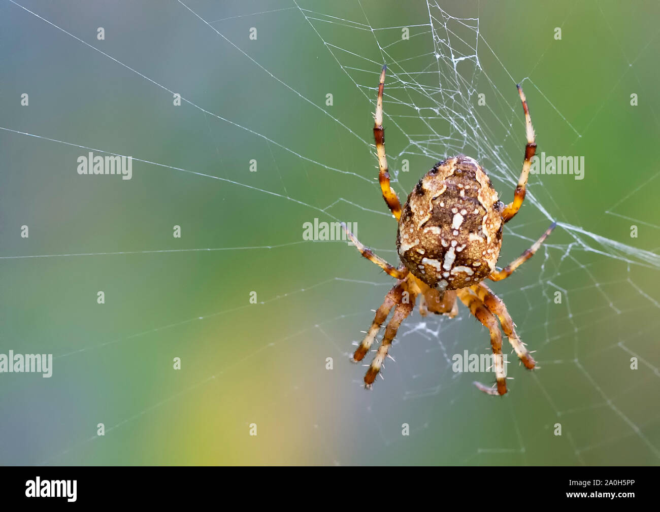 Brightly coloured Garden Cross spider (Araneus diadematus) awaiting prey in the centre of it's web Stock Photo