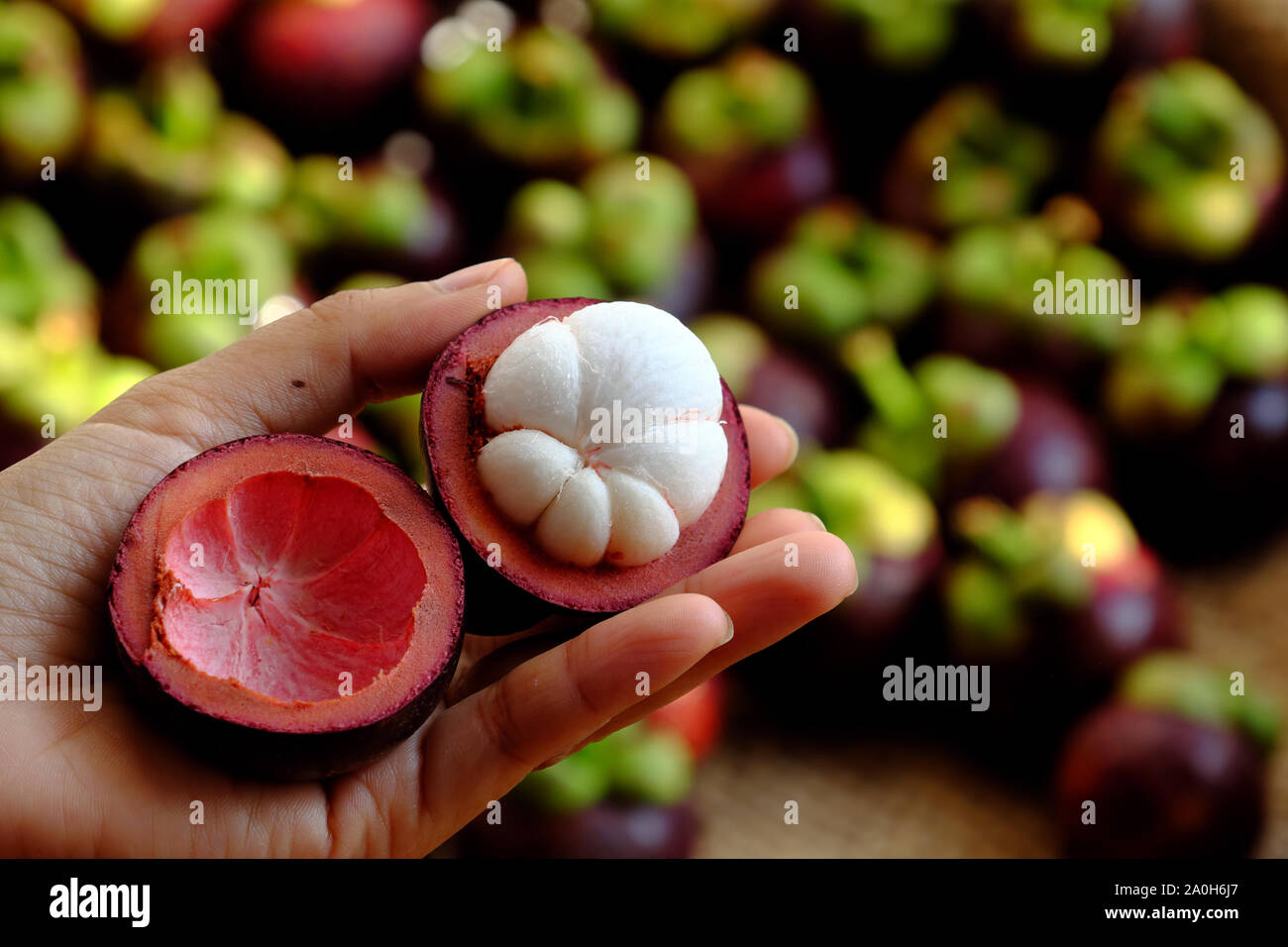 Close up fresh mangosteen cut in half in woman hand on blurred