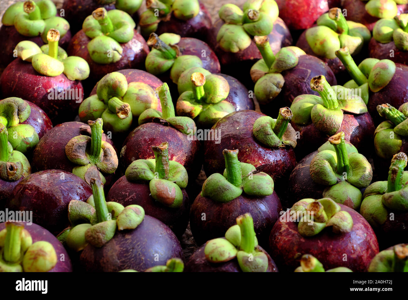 High view many fresh Mangosteens fruit, Vietnamese tropical fruits that nutrition, sweet Stock Photo