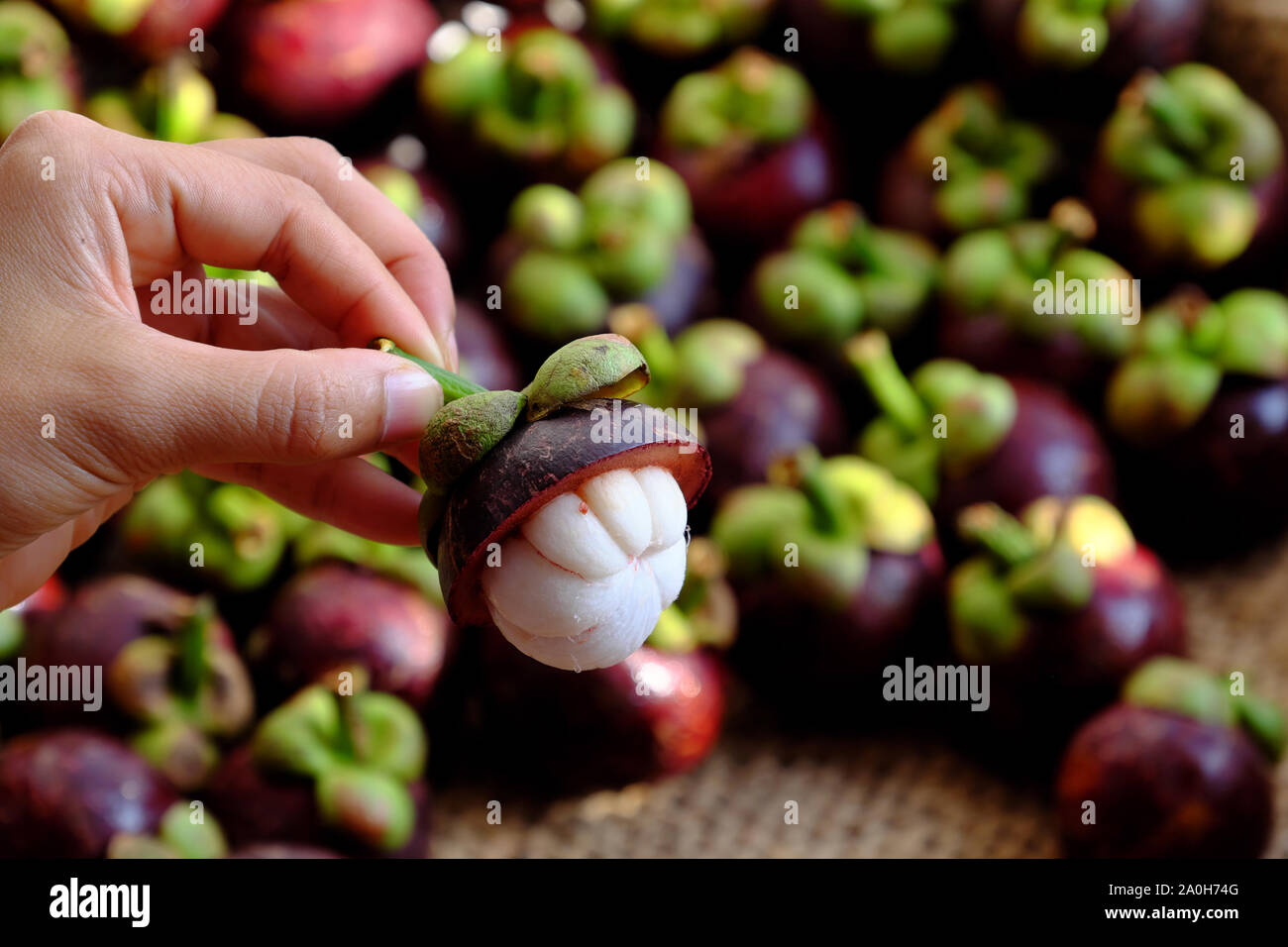 Close up woman hand hold fresh Mangosteen cut in half on blurred Mangostana Garcinia background, kind of Vietnamese tropical fruit that juicy, delicio Stock Photo