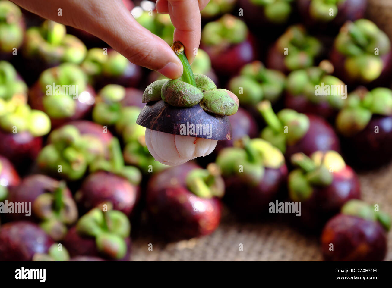 Close up woman hand hold fresh Mangosteen cut in half on blurred Mangostana Garcinia background, kind of Vietnamese tropical fruit that juicy, delicio Stock Photo