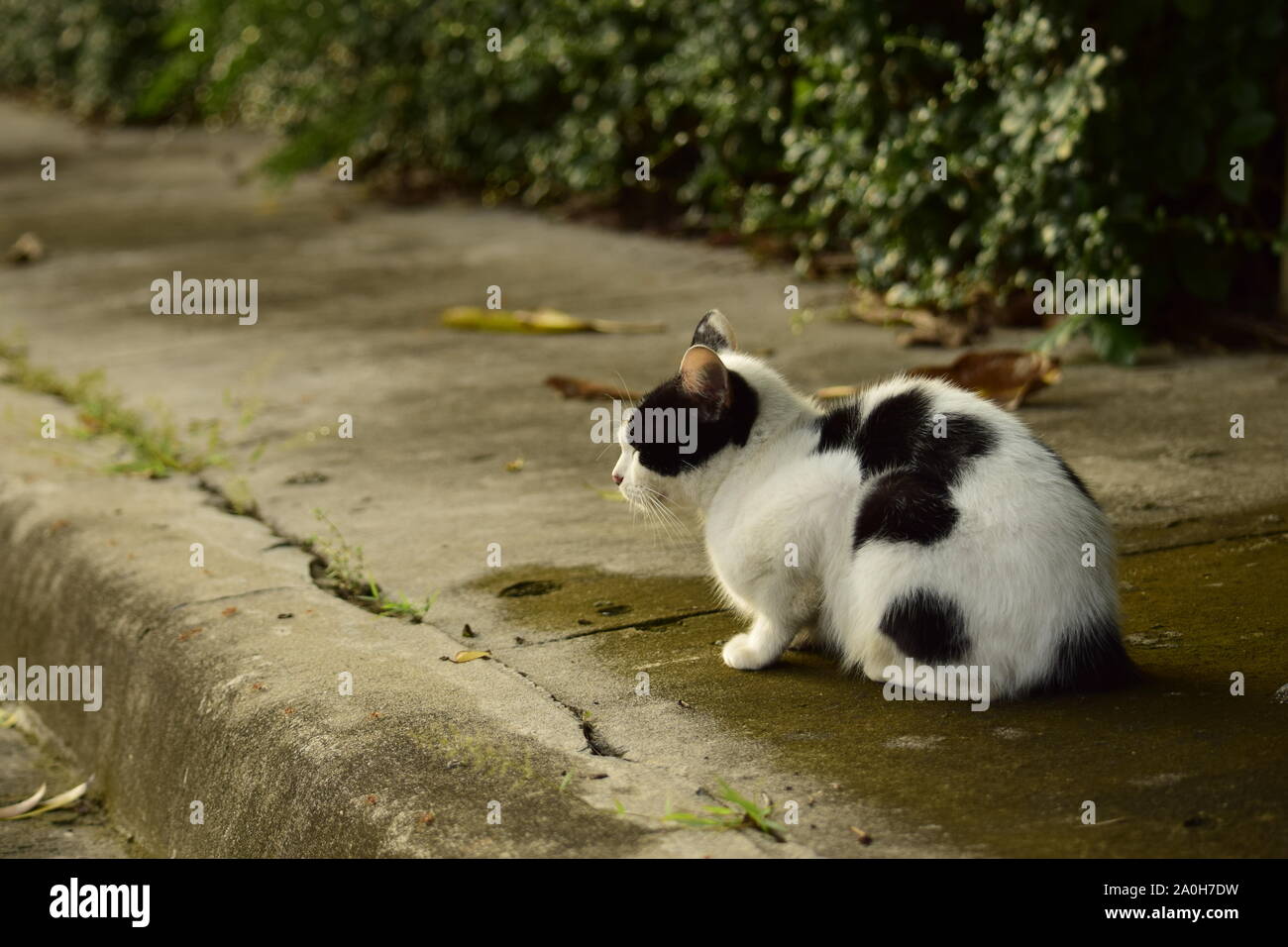 Black and white cat sitting, relaxing on pavement in the afternoon ...