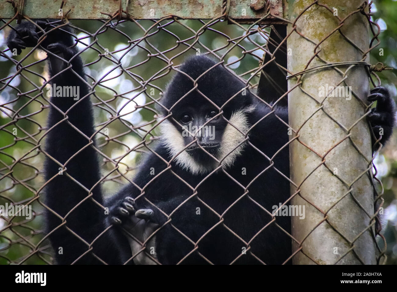 Black Crested Gibbon or Nomascus concolor rescued from poachers and rehabilitated at Cuc Phoung National Park in Ninh Binh, Vietnam Stock Photo