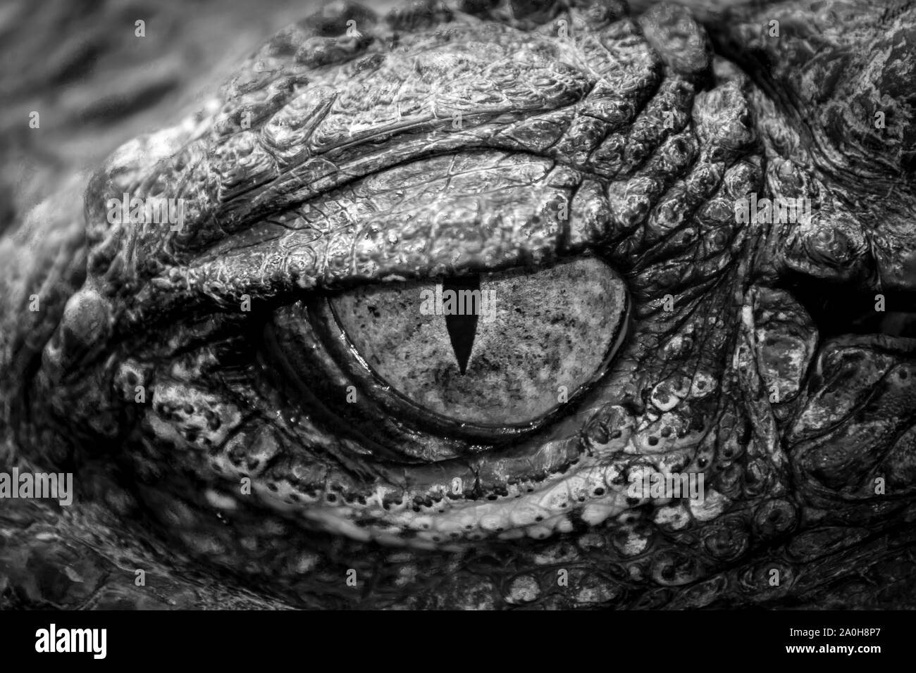 Black and white eyes of hunter fierce and formidable of crocodiles. Stock Photo