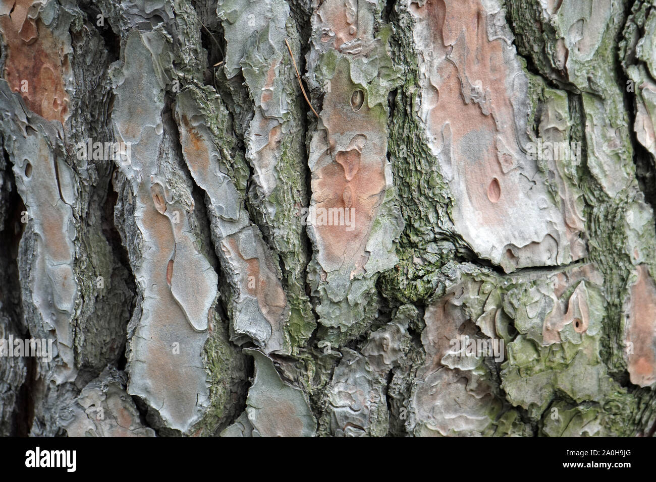 Pinus Pinea tree bark close up Stock Photo
