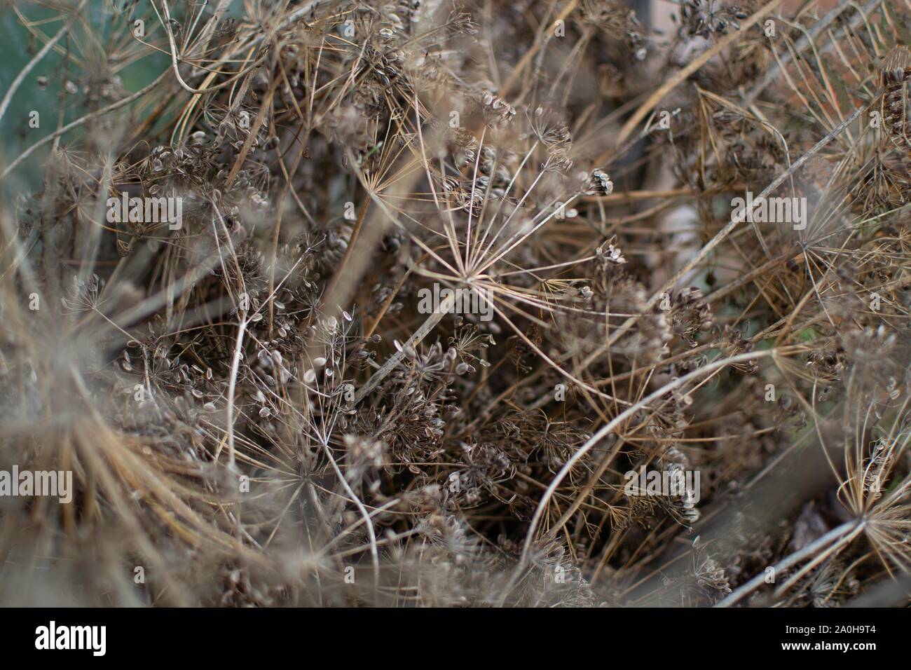 Dill Seeds High Resolution Stock Photography And Images Alamy