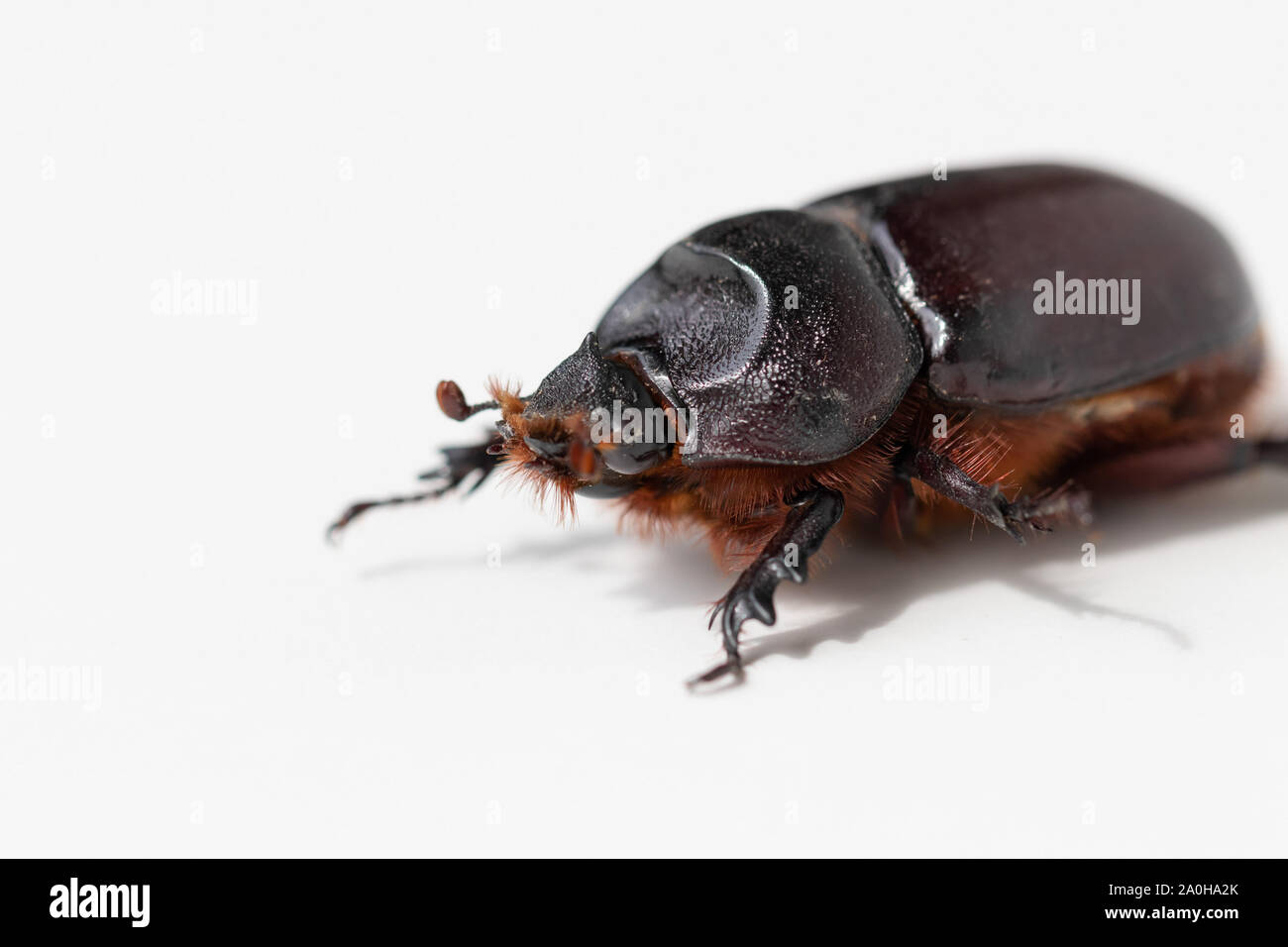 Female rhinoceros hi-res stock photography and images - Alamy