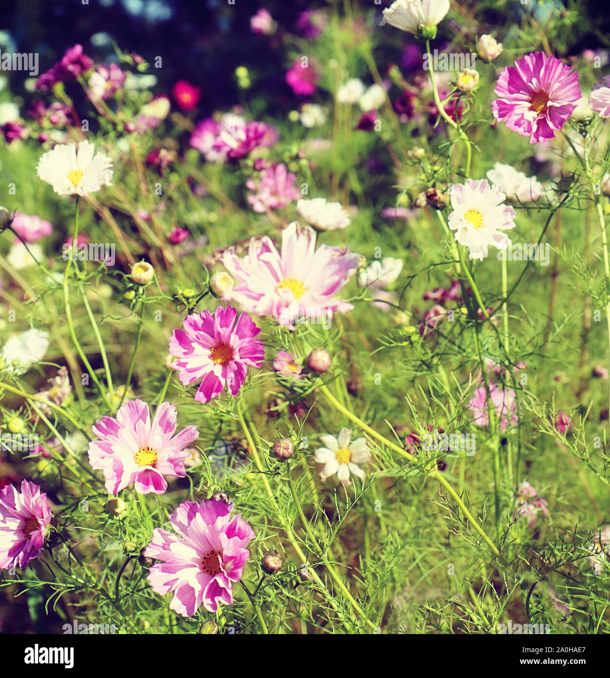 Summer meadow in Bavaria coutryside full of beautiful pink daisies Stock Photo