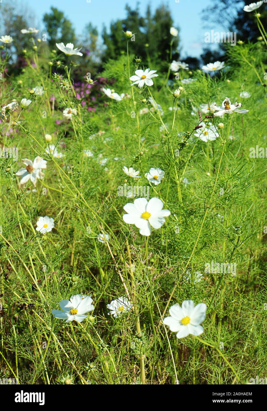 Summer meadow in Bavaria countryside full of beautiful white daisy wildflowers Stock Photo