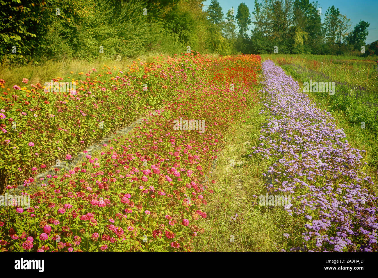 Summer flower cultivation in Bavaria, field with colorful pretty flowers ready to be cut for the market Stock Photo