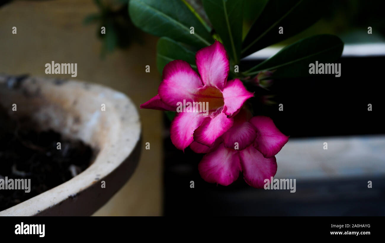 Poisonous Pink Adenium Flower or Dessert Rose Stock Photo Alamy