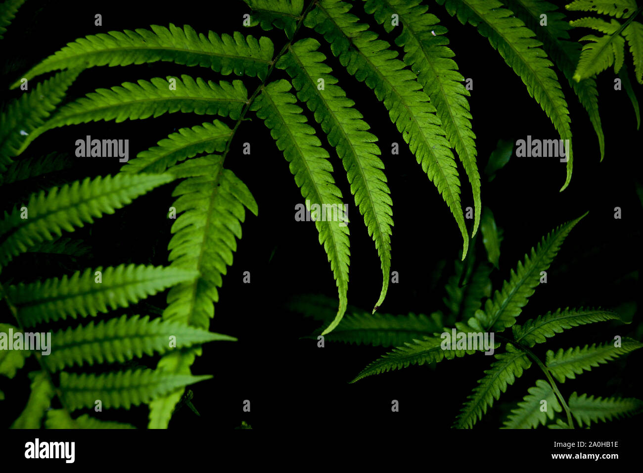 Fresh rich texture of fern leaves against a dark background to show growth, wellness, harmony and freshness Stock Photo