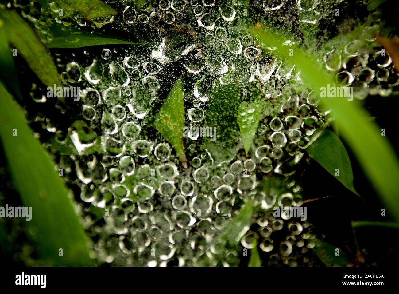 Morning dew caught in green grasses showing the abstract patterns and textures in nature, freshness, wellness and harmony Stock Photo