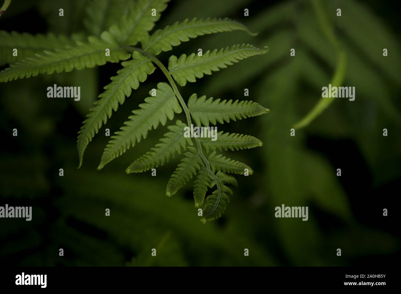 Fresh rich texture of fern leaves against a dark background to show growth, wellness, harmony and freshness Stock Photo