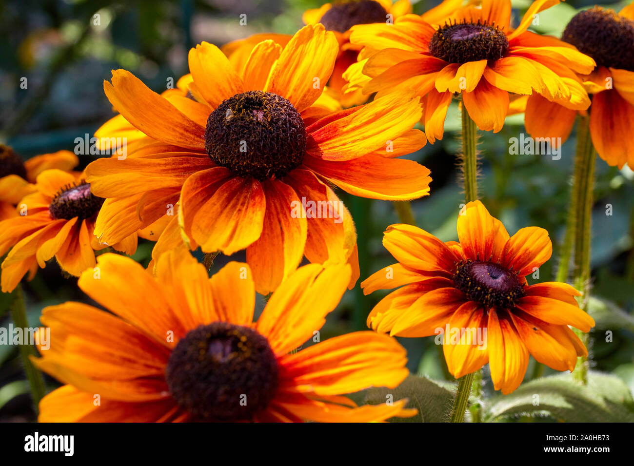 summer yellow-orange flowers with a dark core are called rubdekia Stock Photo