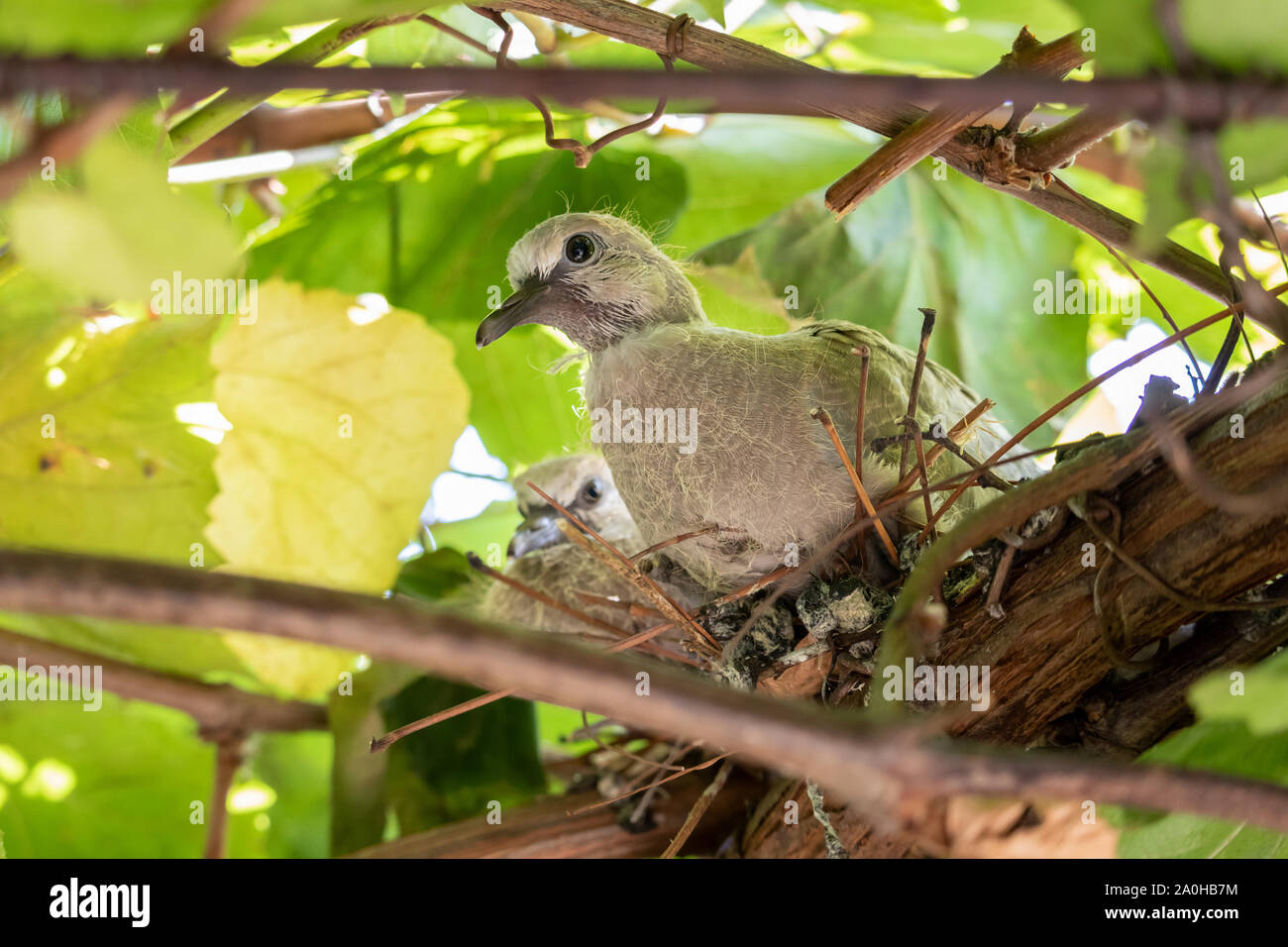 Two chicks of a pigeon (Streptopelus capicola) look from the nest among ...