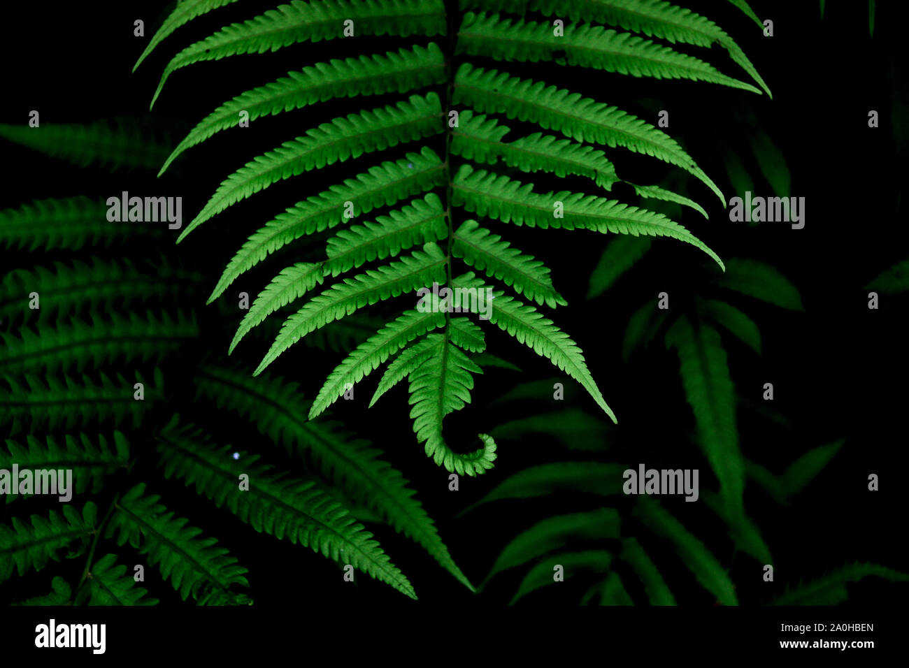 Fresh rich texture of fern leaves against a dark background to show growth, wellness, harmony and freshness Stock Photo